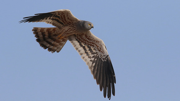 Montagu's Harrier, Anarita Park, Cyprus, May 2016