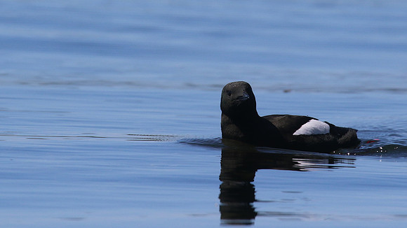 Black Guillemot, Oban, June 2016