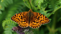 Dark Green Fritillary, Alun Valley, July 2016