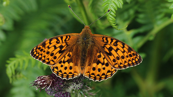 Dark Green Fritillary, Alun Valley, July 2016