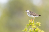 Wood Sandpiper