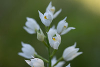 Sword-leaved Helleborine, Rodbrough Common, May 2024