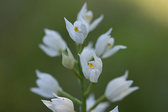 Sword-leaved Helleborine, Rodbrough Common, May 2024