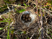 Lapland Bunting