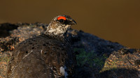 Ptarmigan, Cairngorm, June 2016