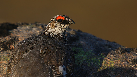Ptarmigan, Cairngorm, June 2016