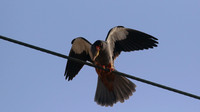 Amur Falcon, Anarita Park, May 2016