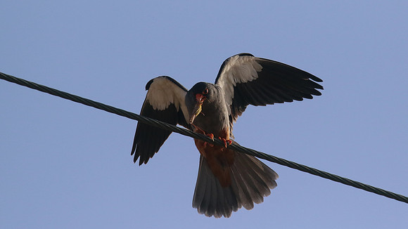 Amur Falcon, Anarita Park, May 2016