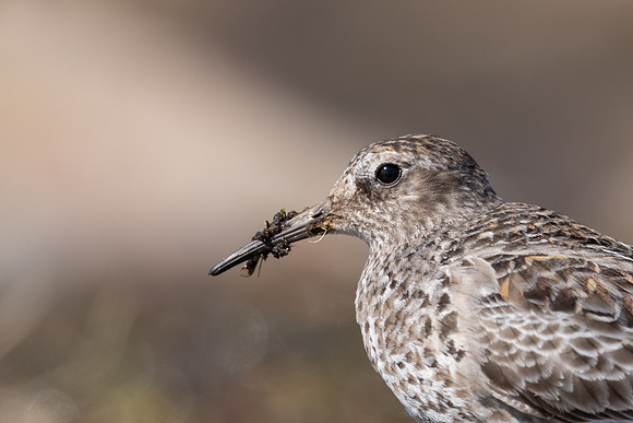 Purple Sandpiper, Batsjford, Norway, June 2023