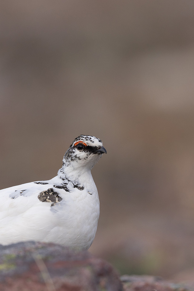 Ptarmigan, Batsjford, Norway, June 2023