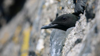 Black Guillemot, Oban, June 2016