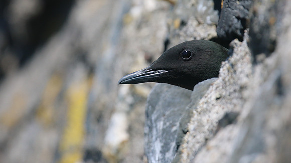 Black Guillemot, Oban, June 2016