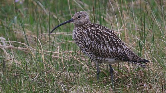 Curlew, Scotland, June 2016.