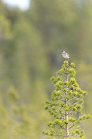 Wood Sandpiper, Svanvik, June 2023