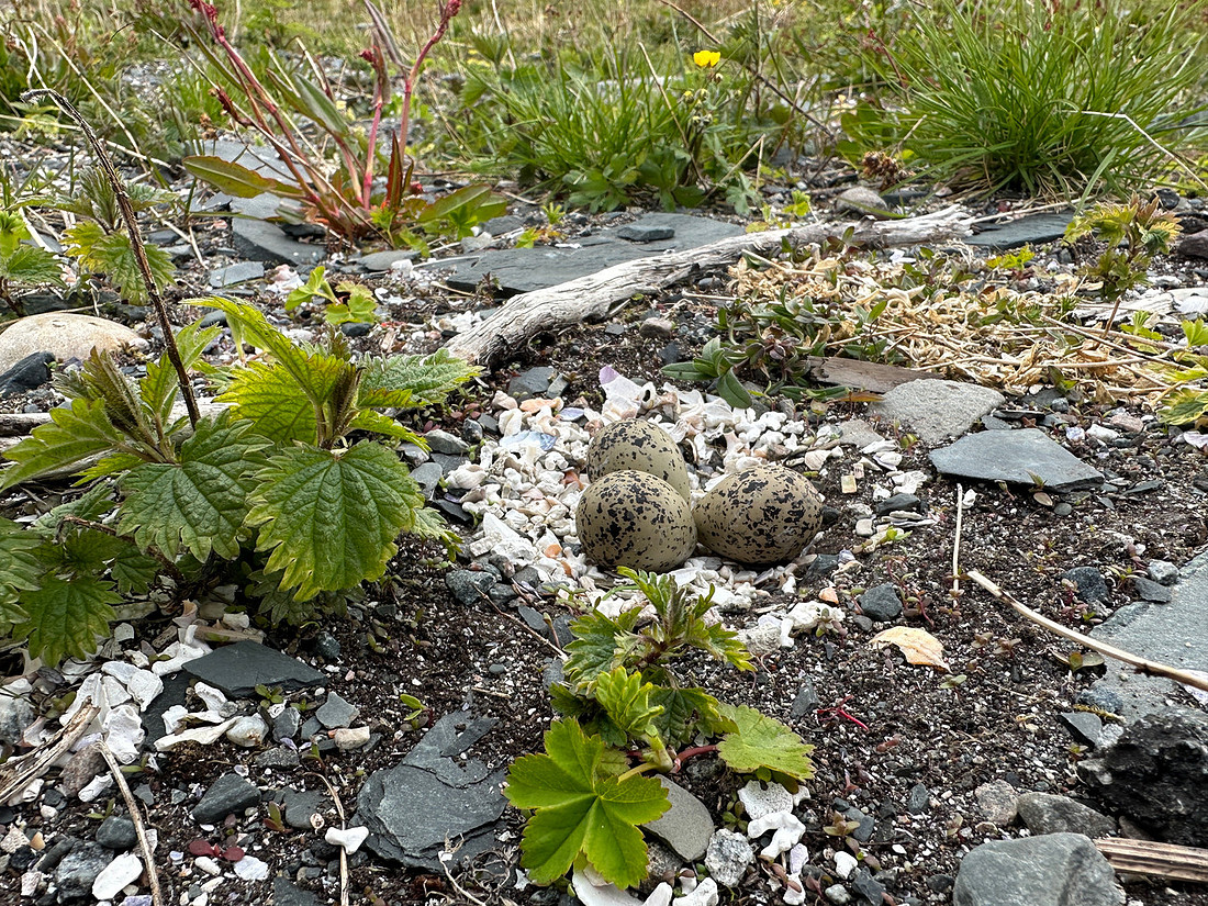 Tundra Plover, Vadsøya, Norway, June 2023
