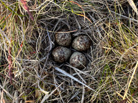 Temmincks Stint, Skallelv Neset, Norway, June 2023 (set 2)