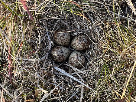 Temmincks Stint, Skallelv Neset, Norway, June 2023 (set 2)