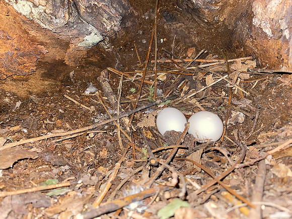 Stock Dove, Rockhampton, May 2022.