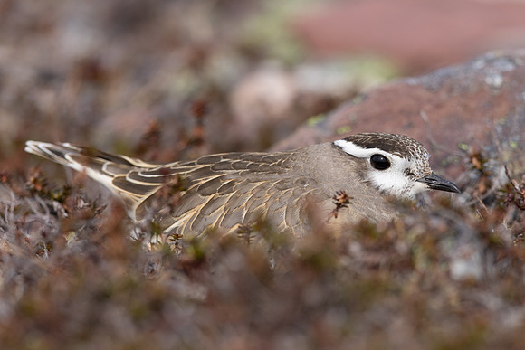 Dotterel, Batsjford, Norway, June 2023