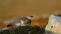Ptarmigan, Cairngorm, June 2016