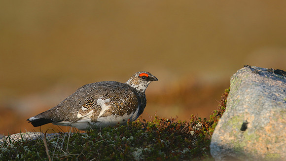 Ptarmigan, Cairngorm, June 2016
