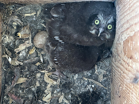 Tengmalm’s Owl, Kaamanen, Finland, June 2023