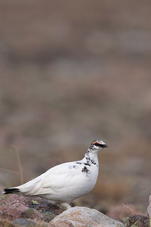 Ptarmigan, Batsjford, Norway, June 2023