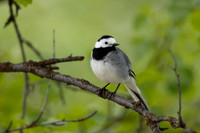 White Wagtail, Norway, June 2023