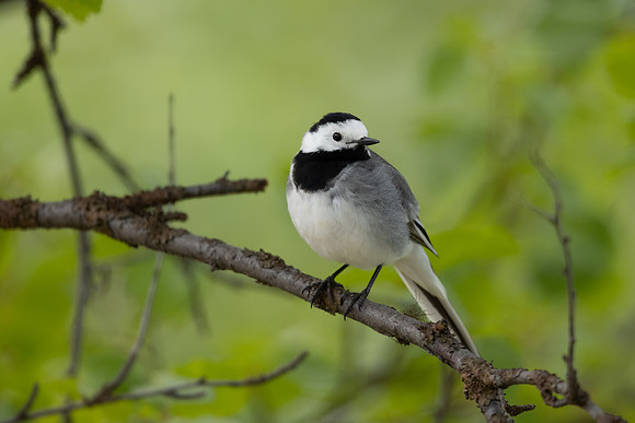 White Wagtail, Norway, June 2023
