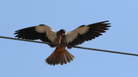 Amur Falcon, Anarita Park, Cyprus, May 2016