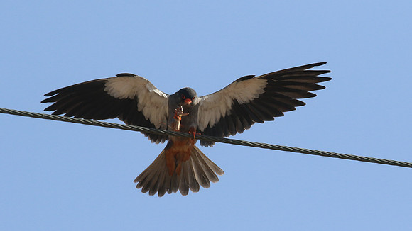 Amur Falcon, Anarita Park, Cyprus, May 2016