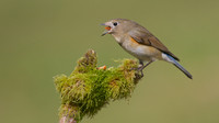 Red flanked Bluetail, Marshfield 2014