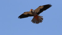 Amur Falcon, Anarita Park, May 2016