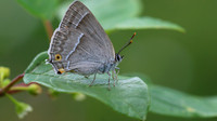 Purple Hairstreak, Alners Gorse, July 2016