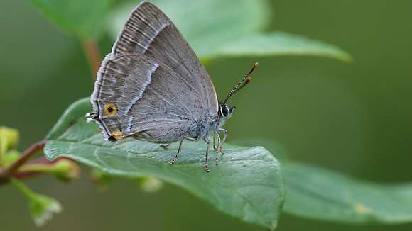 Purple Hairstreak, Alners Gorse, July 2016