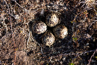 Northern, Golden Plover, Batsjford, Norway, June 2023