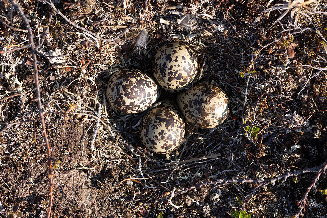 Northern, Golden Plover, Batsjford, Norway, June 2023