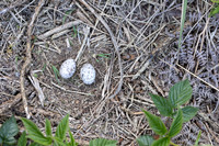 Nightjar, Gloucestershire, June 2023.