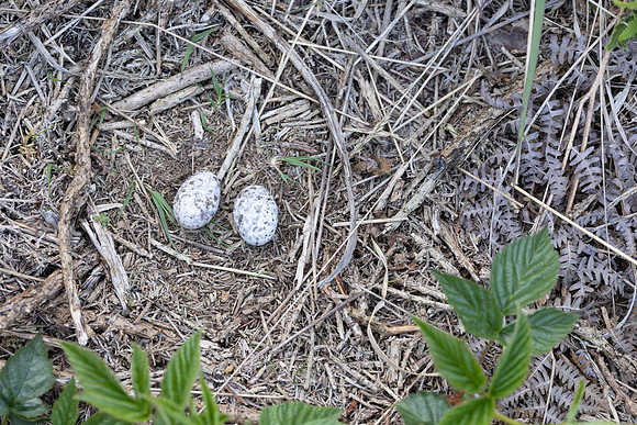 Nightjar, Gloucestershire, June 2023.