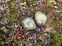Long-​tailed Skua, Batsjford,​ Norway, June 2023