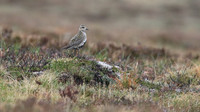Golden Plover, Lochindorb, June 2016
