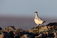 Ptarmigan, Batsjford, Norway, June 2023