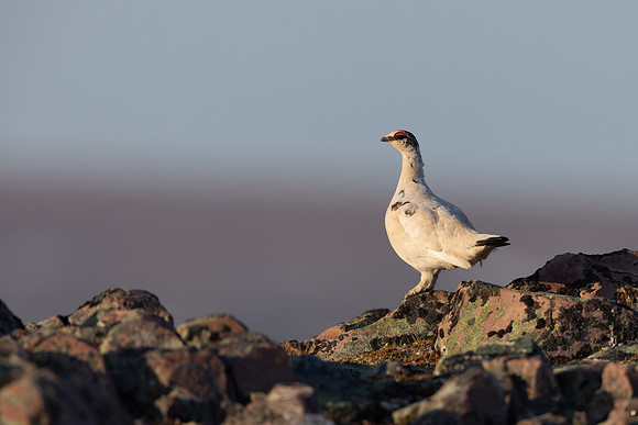 Ptarmigan, Batsjford, Norway, June 2023