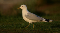 Common Gull, Lochindorb, June 2016