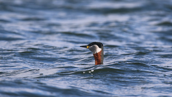 Red-necked Grebe, Farmoor Reservoir, March  2016