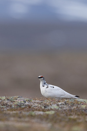 Ptarmigan, Batsjford, Norway, June 2023