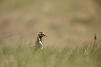 Golden Plover Eyrarbakk, June 2022