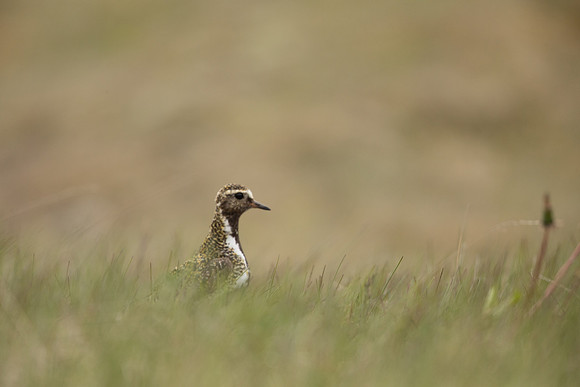 Golden Plover Eyrarbakk, June 2022