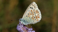Chalkhill Blue, Breakheart Quarry, August 2015
