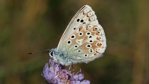 Chalkhill Blue, Breakheart Quarry, August 2015